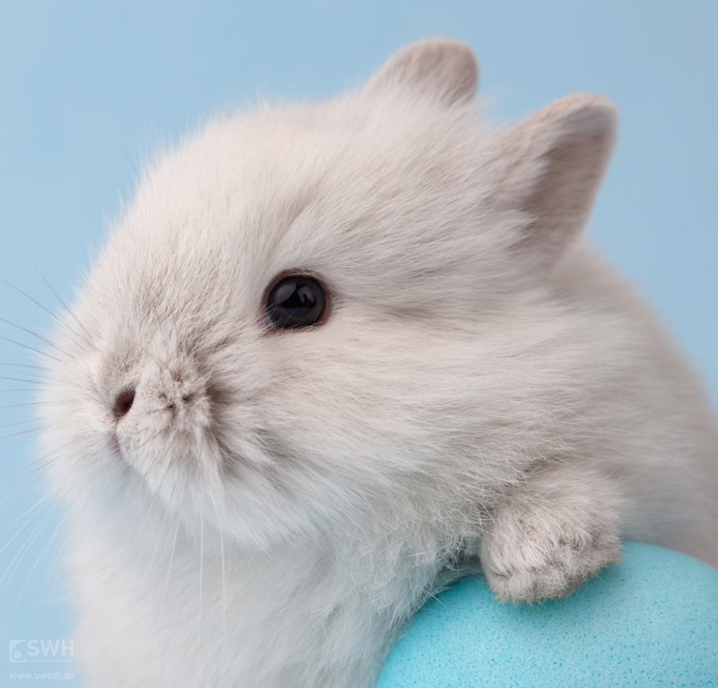 weißer Osterhase mit blauem Ei